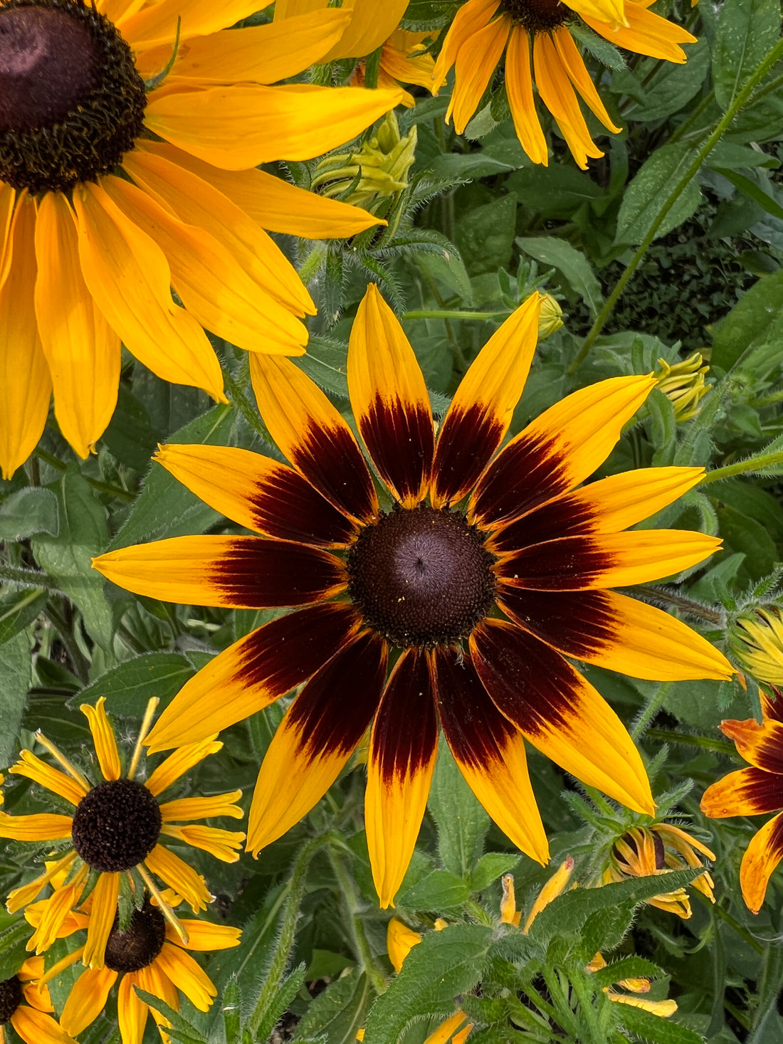 Rudbeckia Autumn Forest