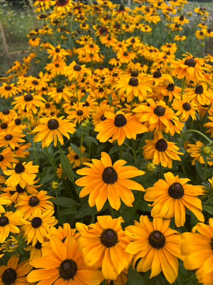 Rudbeckia Marmalade