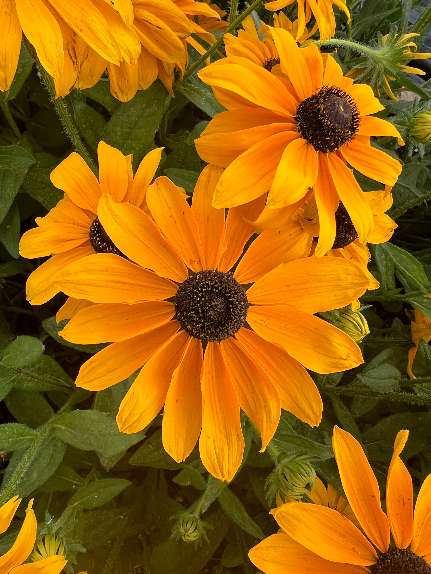 Rudbeckia Marmalade