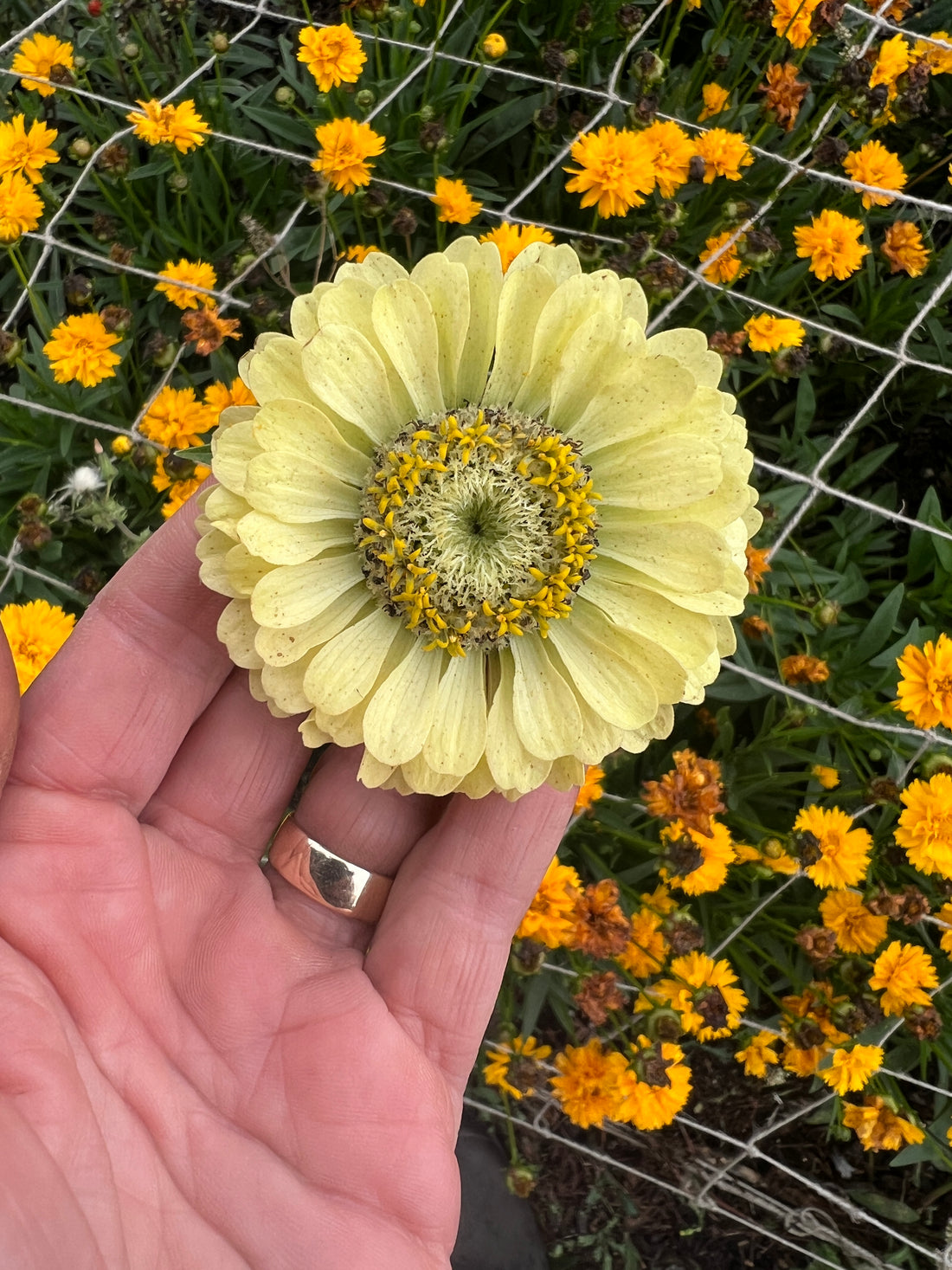 Zinnia Green Envy