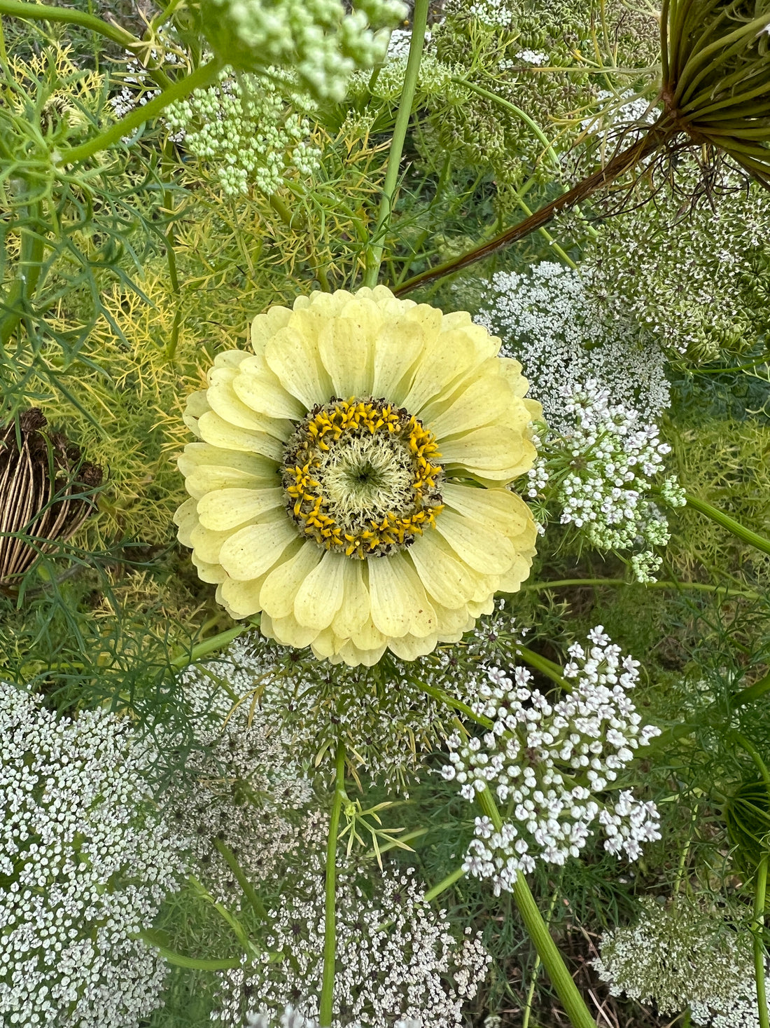 Zinnia Green Envy