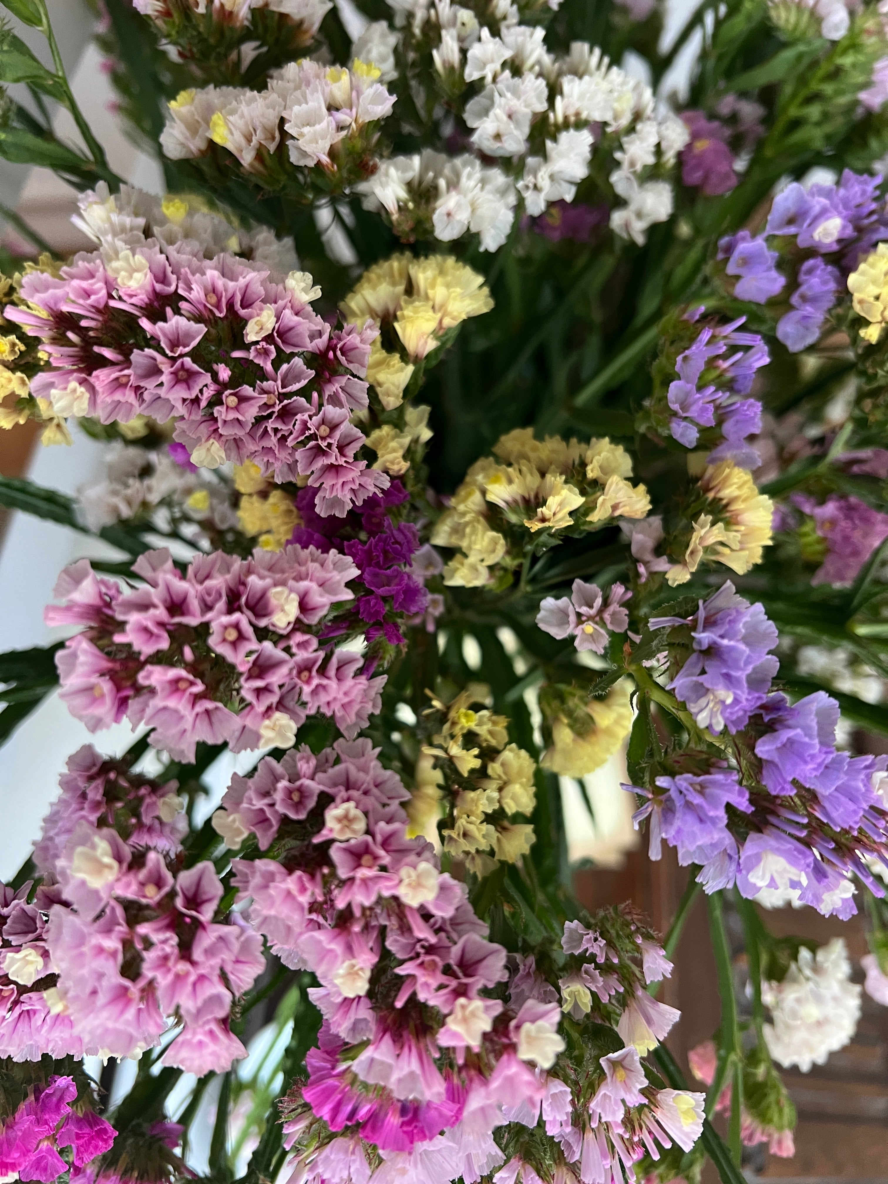 Colorful statice mixed flowers in shades of pink, purple, and yellow, perfect for summer blooms and winter décor.