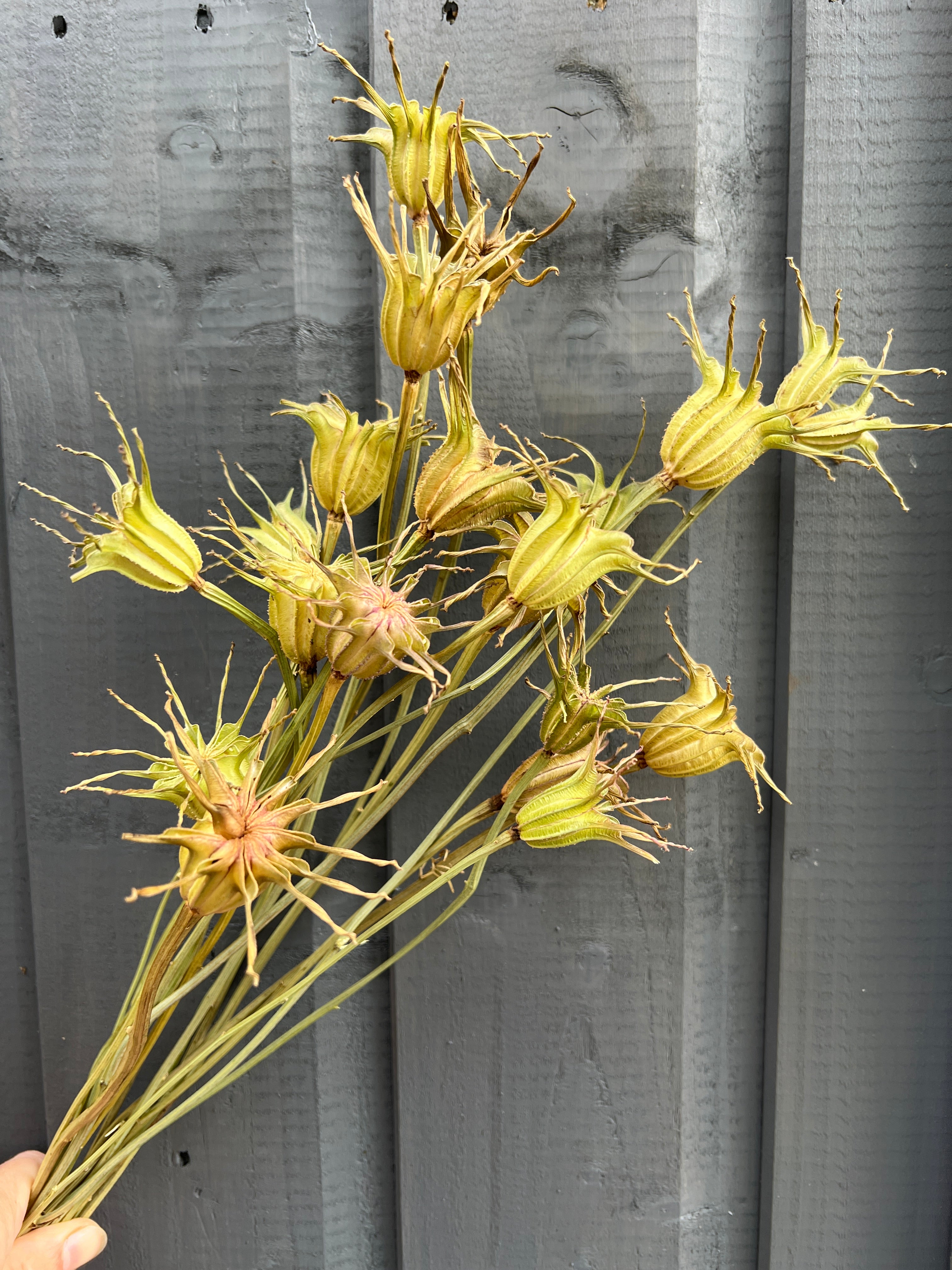 Hand holding dried Nigella Hispanica seed heads against gray wooden background.