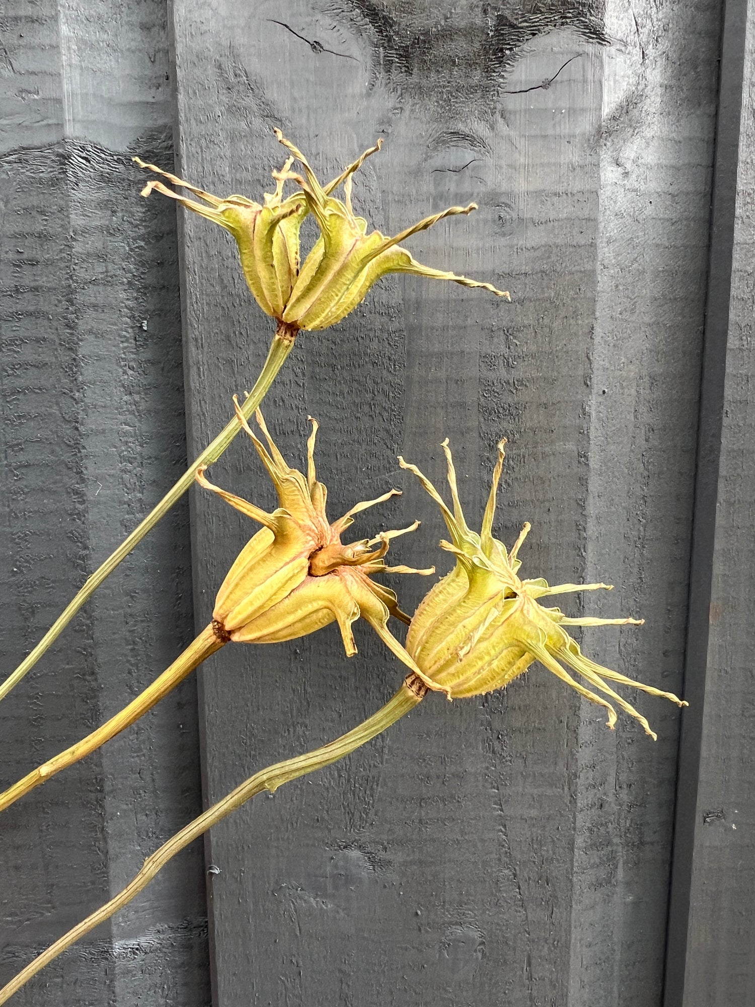 Dried Nigella Hispanica seed heads with unique textures against a dark wooden background.