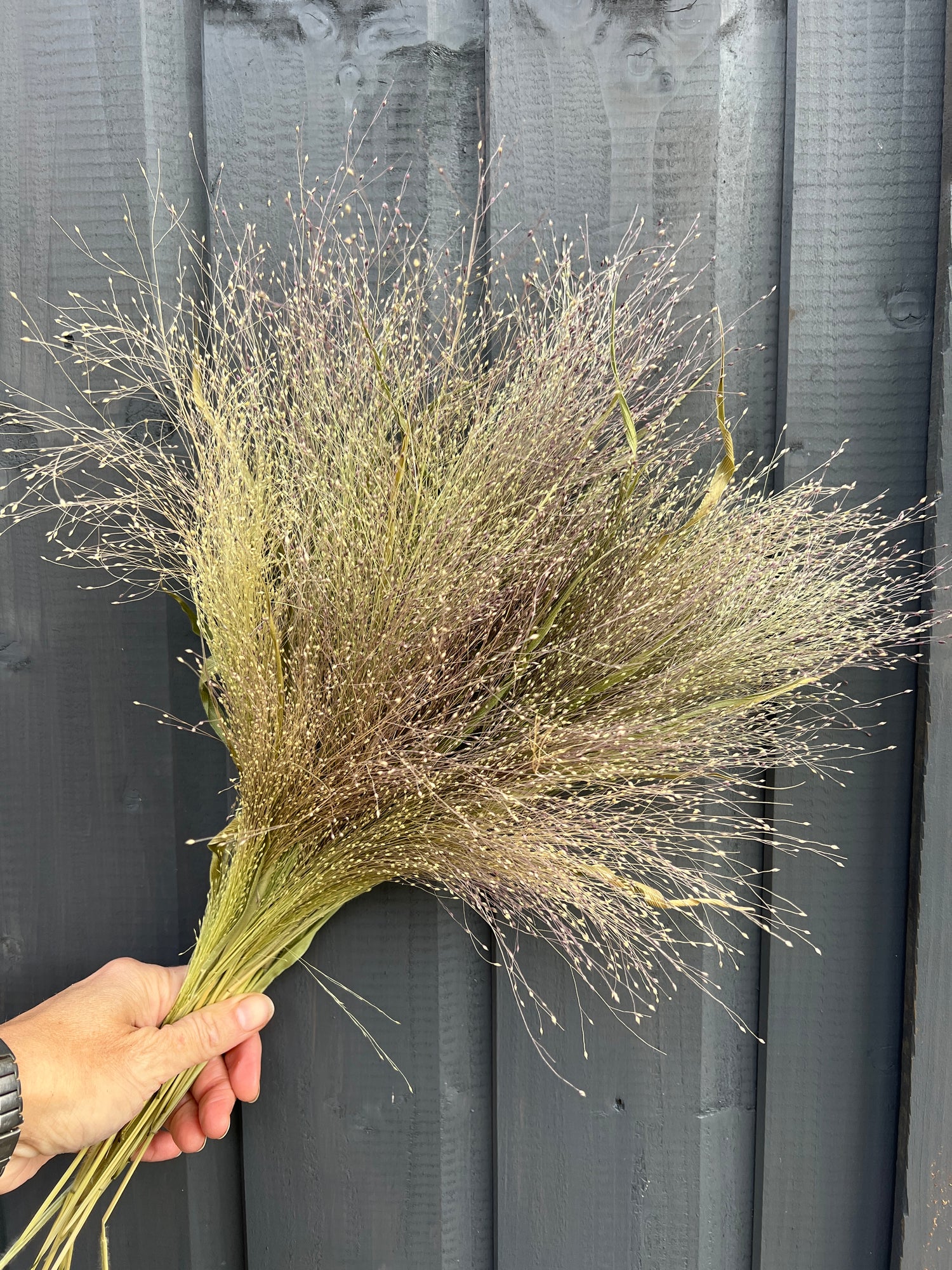 Hand holding a bouquet of dried Panicum flowers against a dark wooden background.