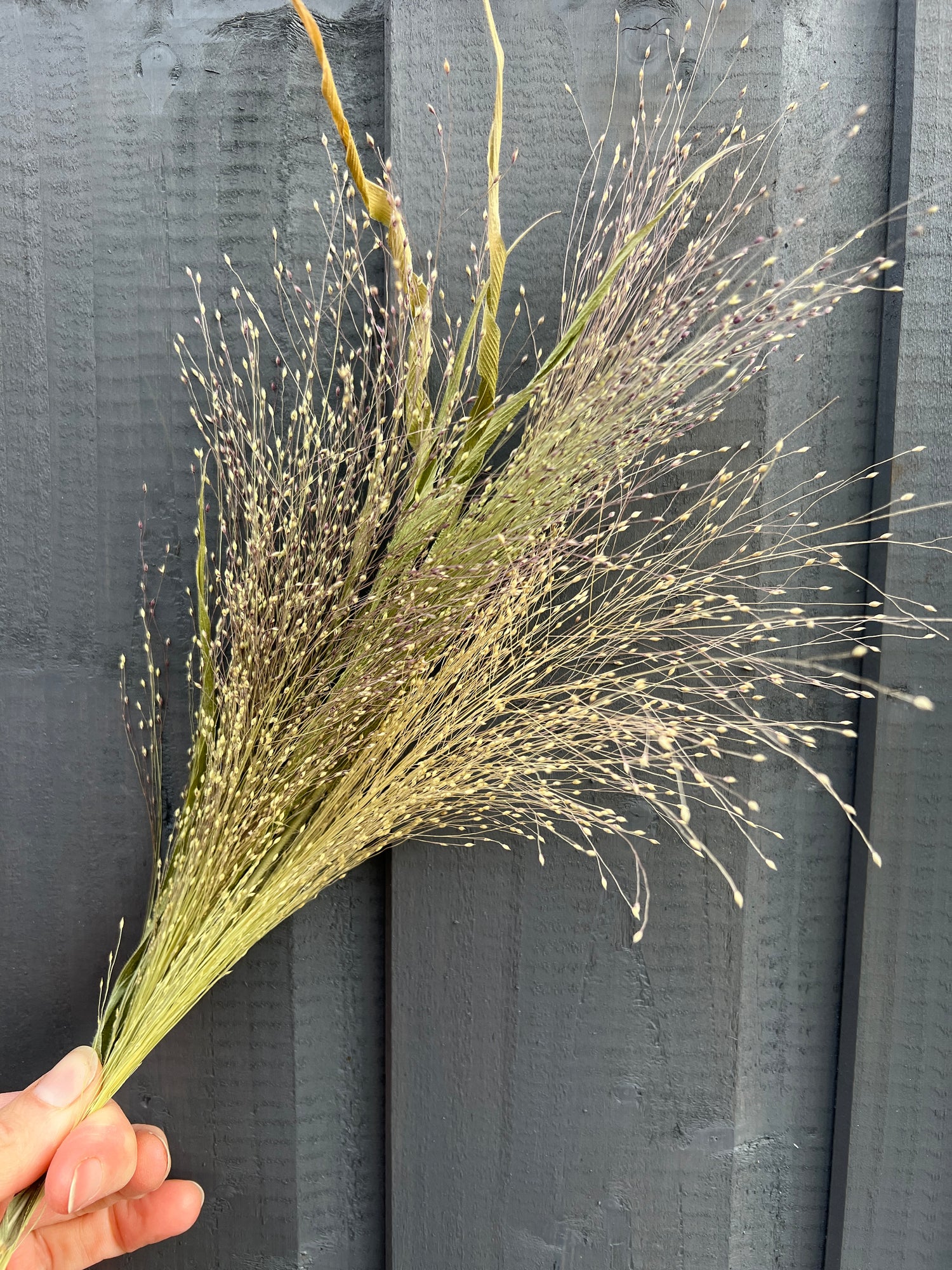 Hand holding sustainable dried Panicum florals against a dark wooden background.