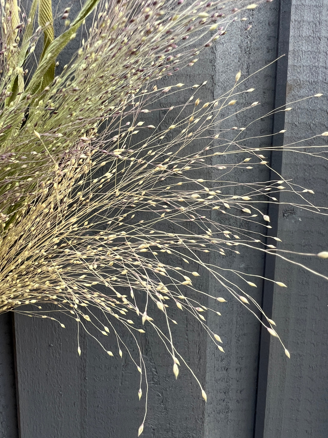 Dried Panicum stems against a dark wooden background, showcasing natural beauty and texture of sustainable Norfolk florals.