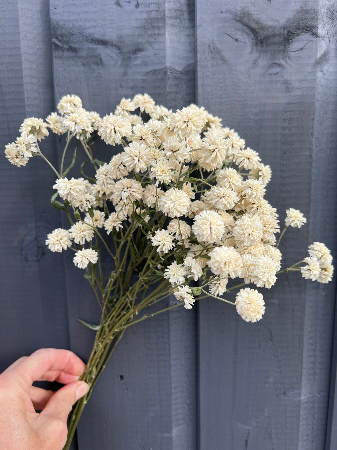 Hand holding Achillea Marshmallow dried flowers, featuring small white flower heads, against a dark background.