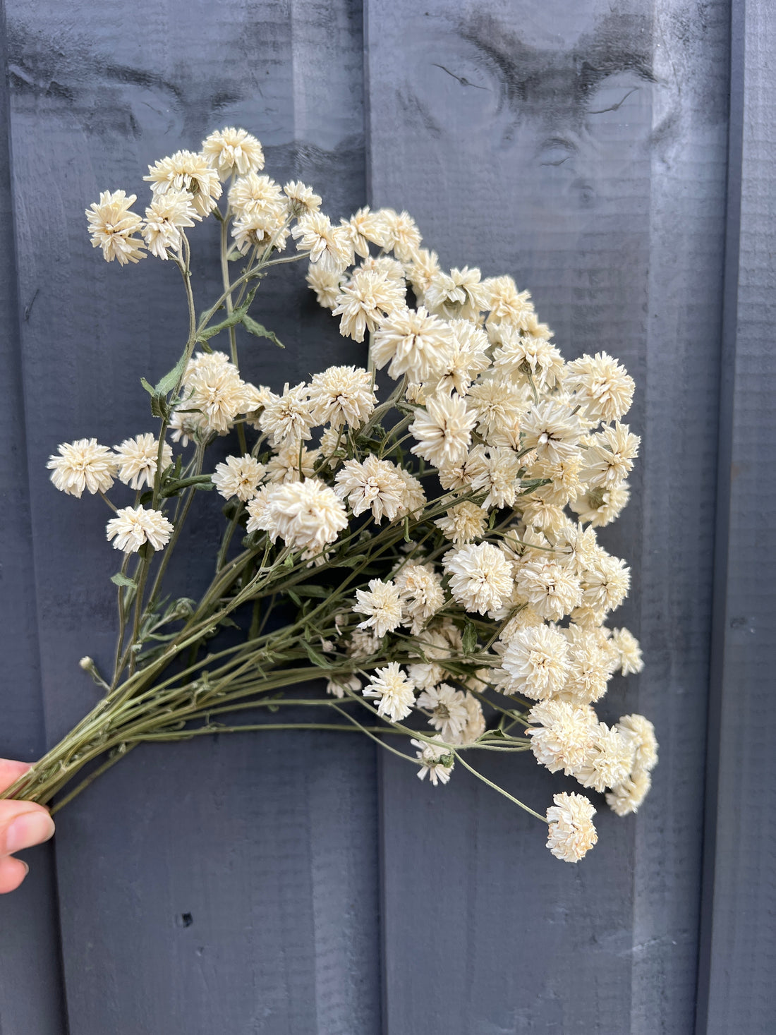 Hand holding Achillea Marshmallow dried flowers with small white blooms in front of a dark wooden background.