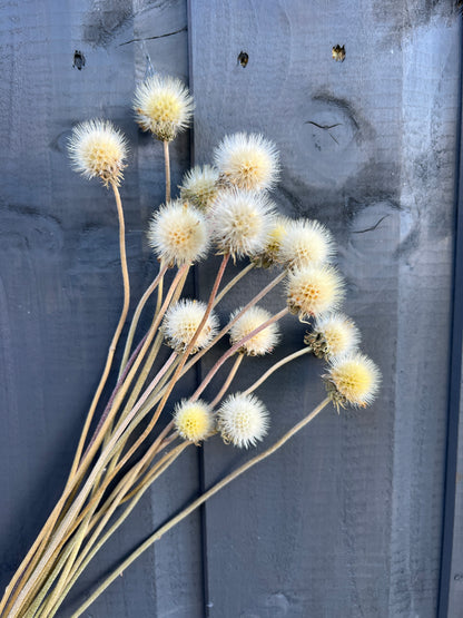 Dried Gaillardia seed heads resembling mini snowballs against a wooden background, perfect for floral arrangements and wreaths.