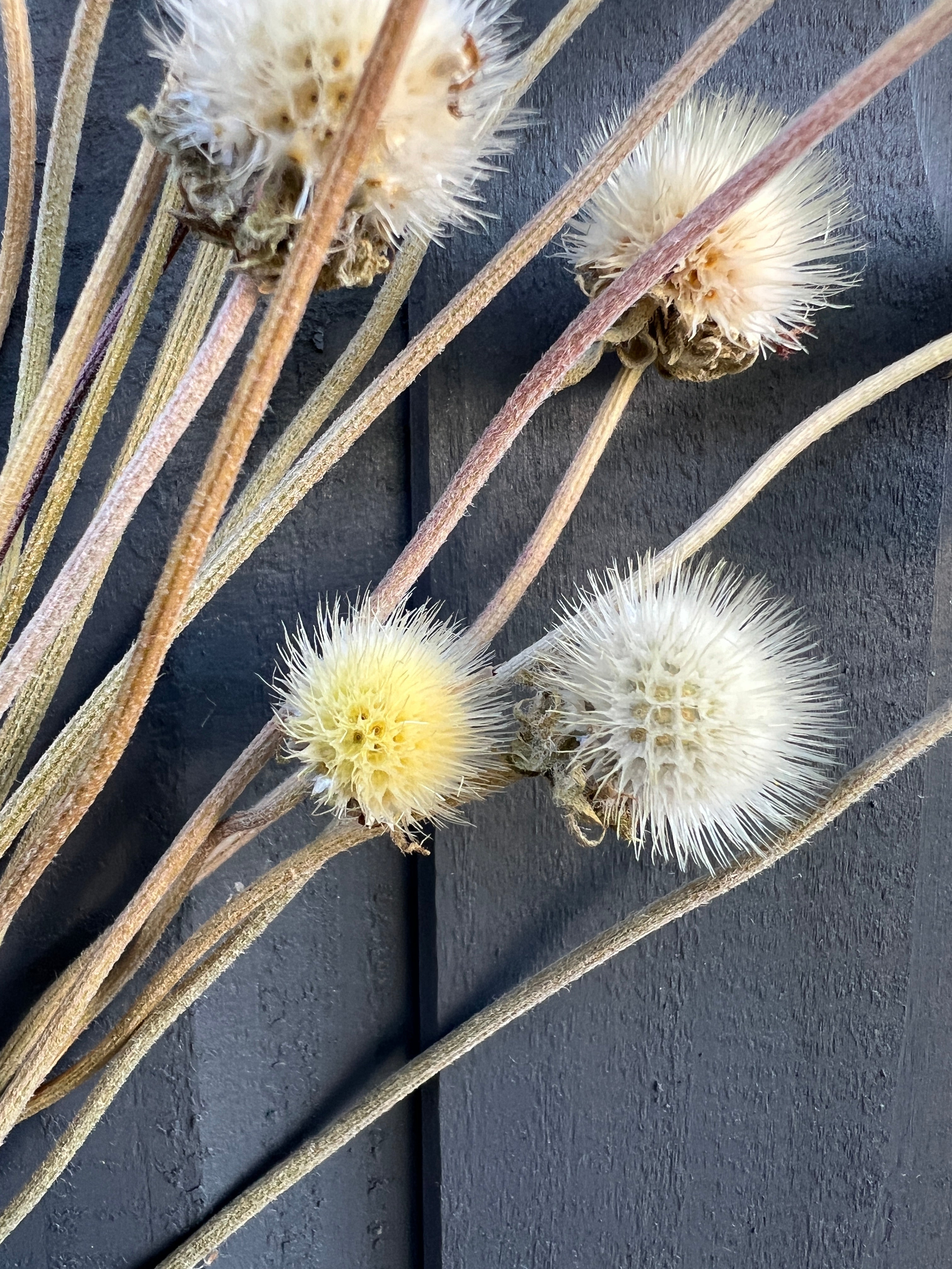 Dried gaillardia seed heads with fluffy white spheres, perfect for floral arrangements and wreaths, grown sustainably in Norfolk.