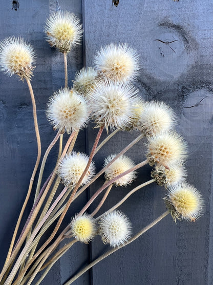 Dried Gaillardia seed heads resembling mini snowballs, perfect for floral arrangements or Christmas wreaths, sustainable and hand-picked.