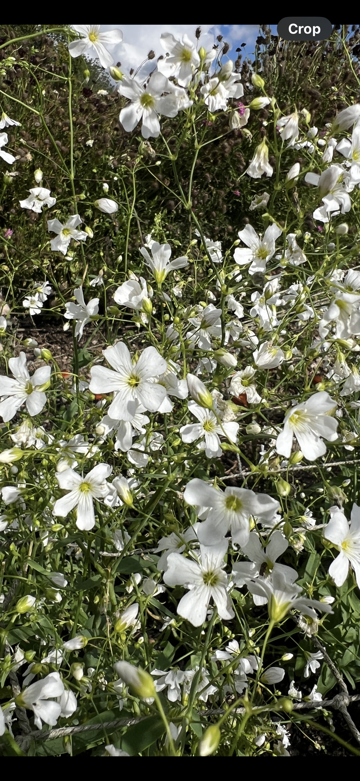 Gypsophila Elegans Covent Garden