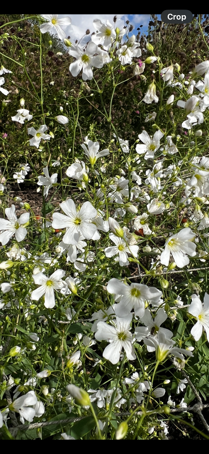 Gypsophila elegans Covent Garden