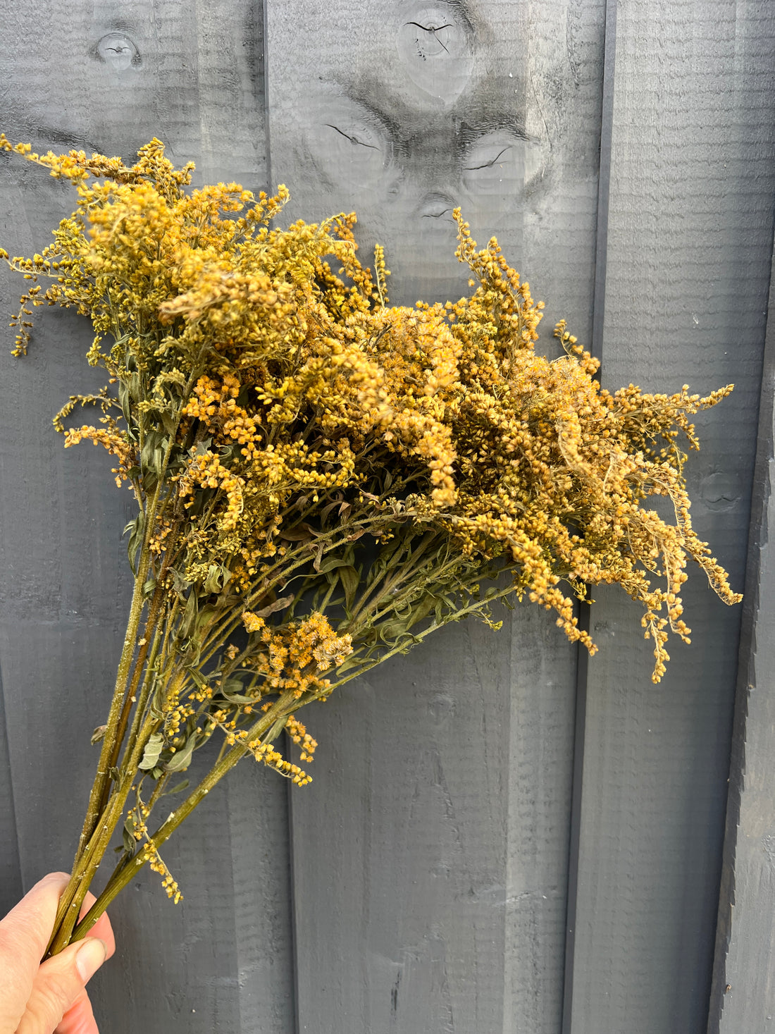 Bunch of sustainable dried Canadensis florals in golden colour, handpicked and air-dried, perfect for autumn displays.