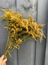 Bunch of sustainable dried Canadensis florals in golden colour, handpicked and air-dried, perfect for autumn displays.