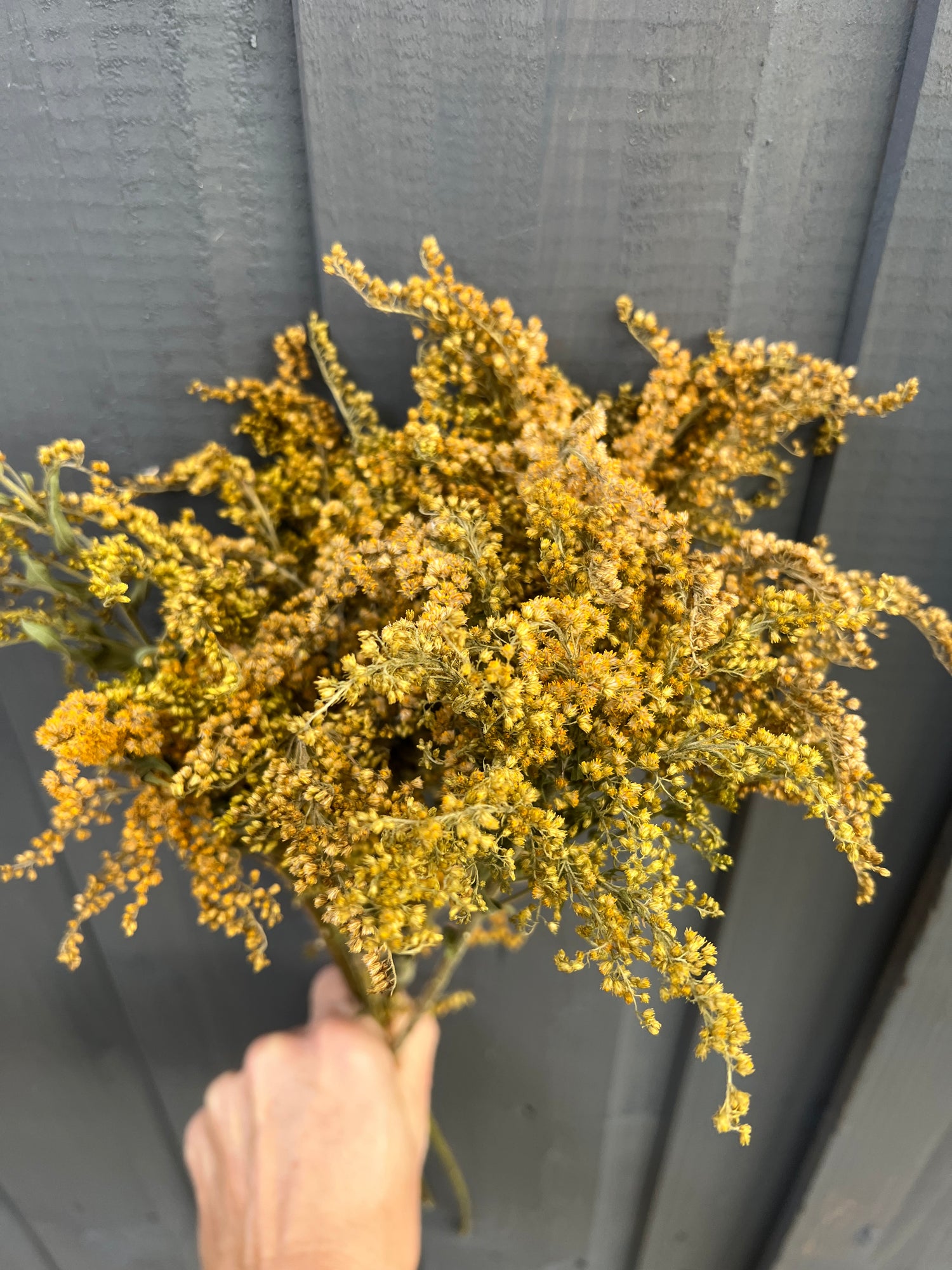 Hand holding a bunch of Canadensis dried flowers in golden hues against a gray background, ideal for autumnal displays.