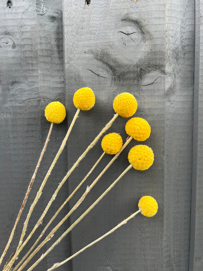 Bright yellow Craspedia dried flowers against a wooden background, showcasing their spherical shape and vibrant color.