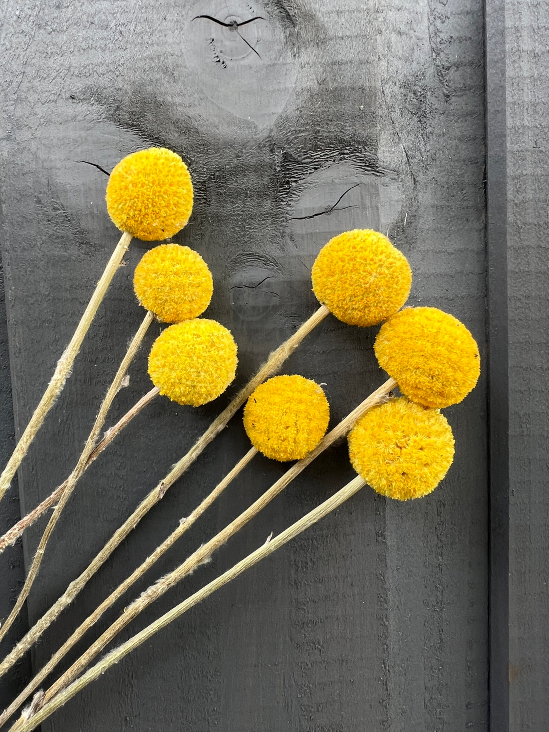 Vibrant yellow Craspedia dried flowers against a dark background, showcasing sustainable florals grown in Norfolk.