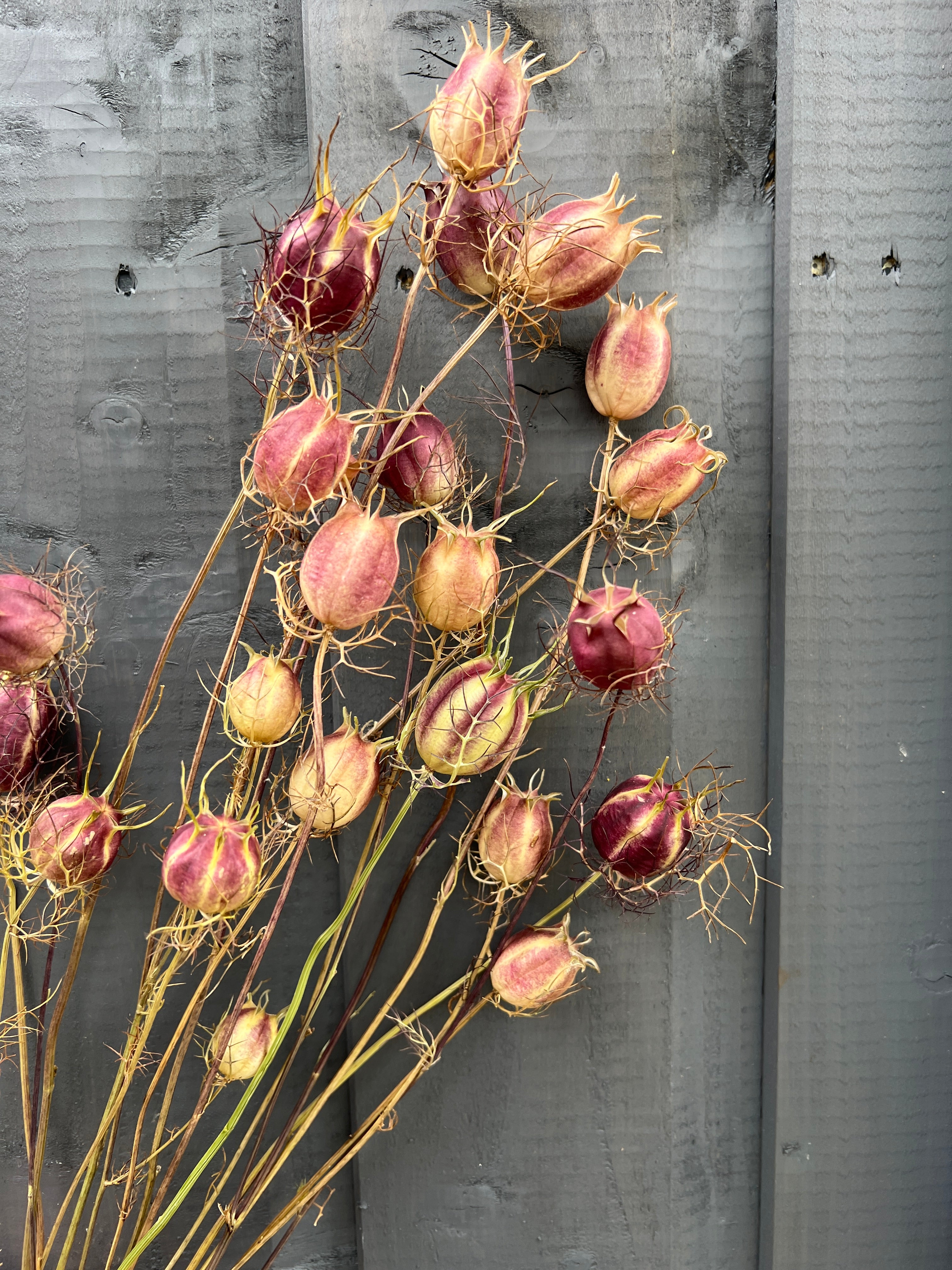 Dried Nigella seed heads resembling small hot air balloons against a wooden backdrop, showcasing sustainable floral beauty.