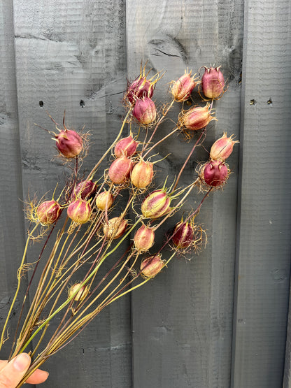 Hand holding dried Nigella seed heads against a gray wooden background