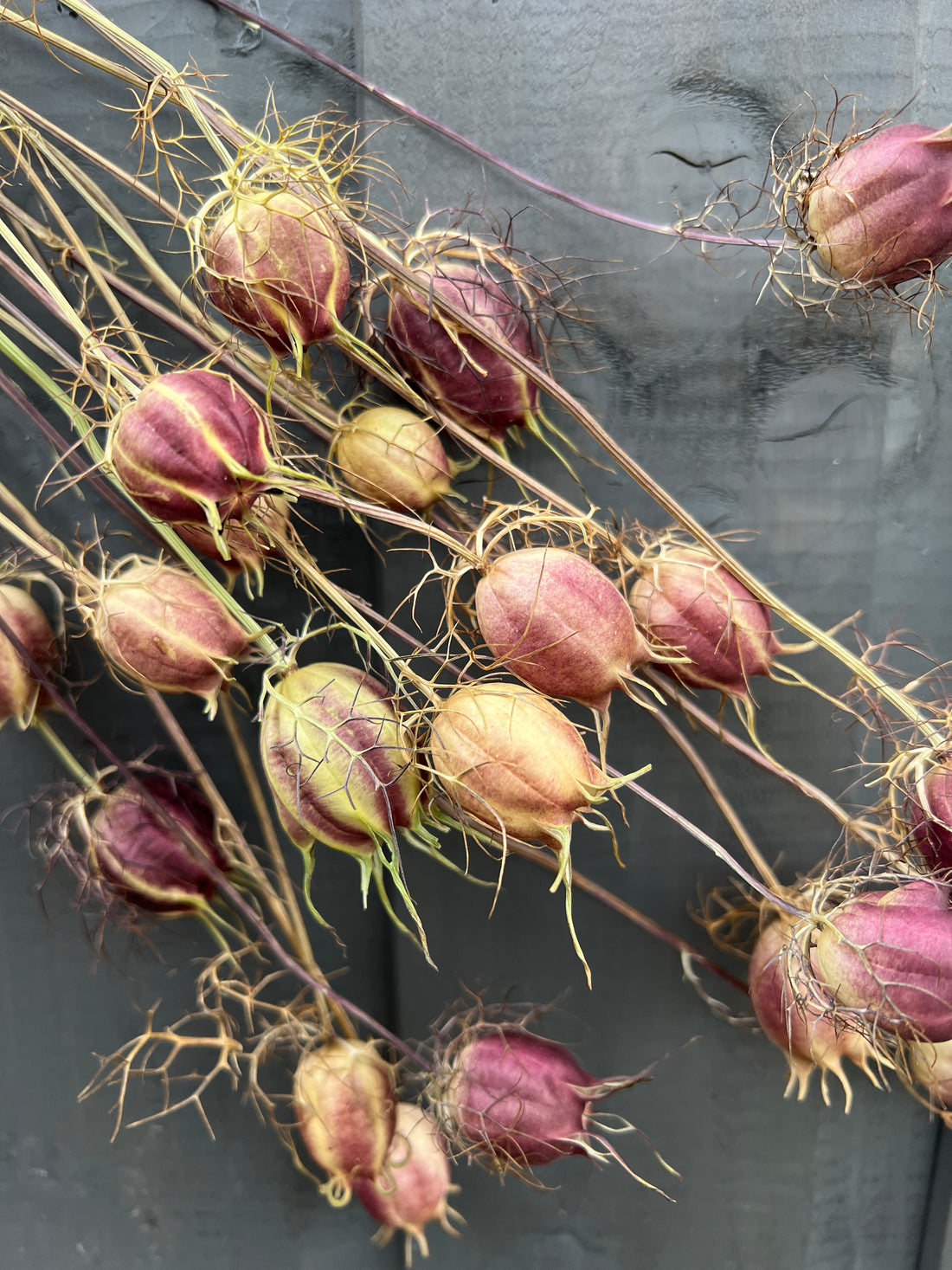 Dried Nigella seed heads resembling small hot air balloons, 15 sustainable stems, natural variation in colours, handpicked in Norfolk.