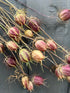 Dried Nigella seed heads resembling small hot air balloons, 15 sustainable stems, natural variation in colours, handpicked in Norfolk.