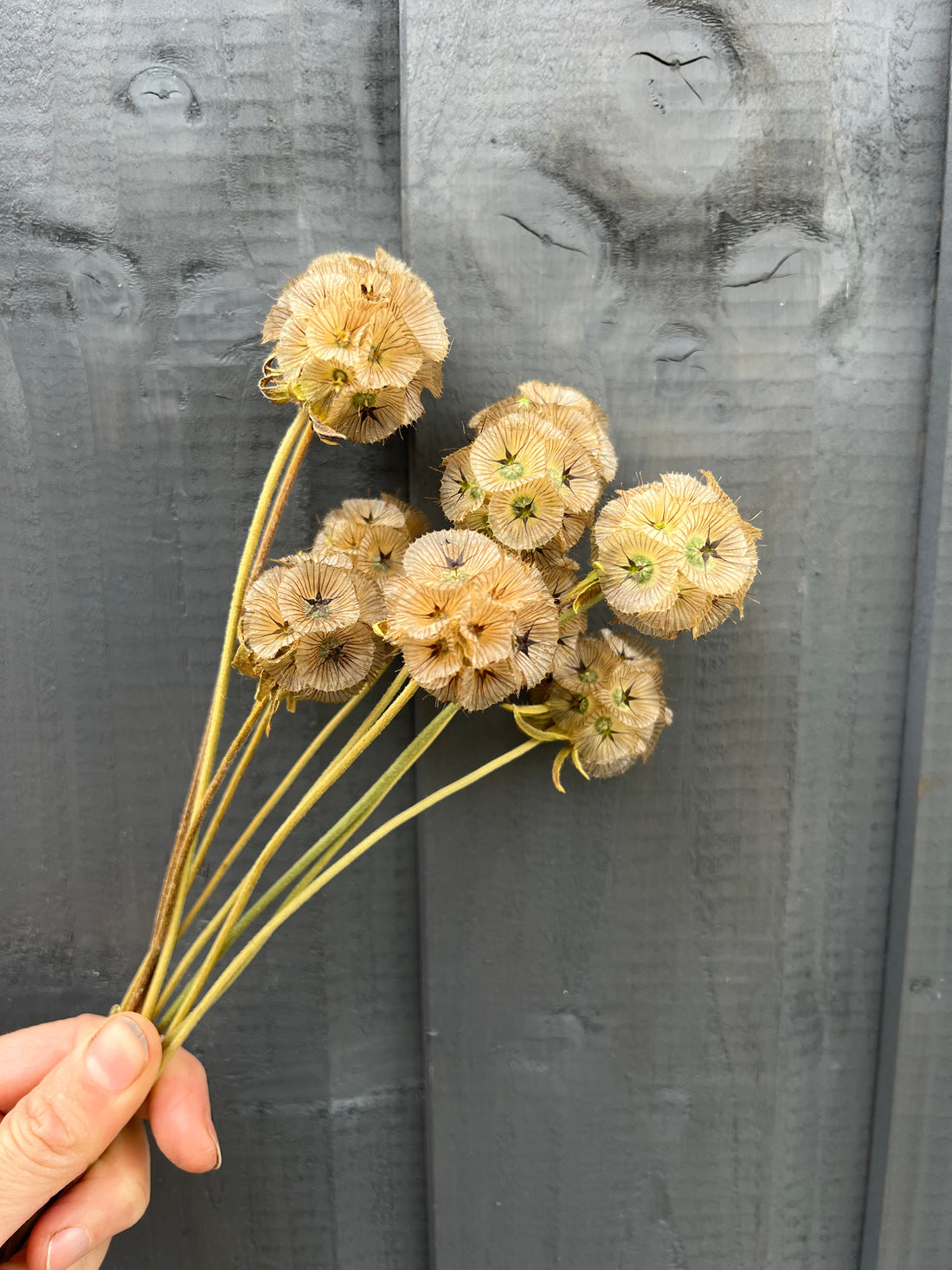 Hand holding dried Scabious Stellata seed heads against a wooden background, showcasing their natural, sculptural beauty.