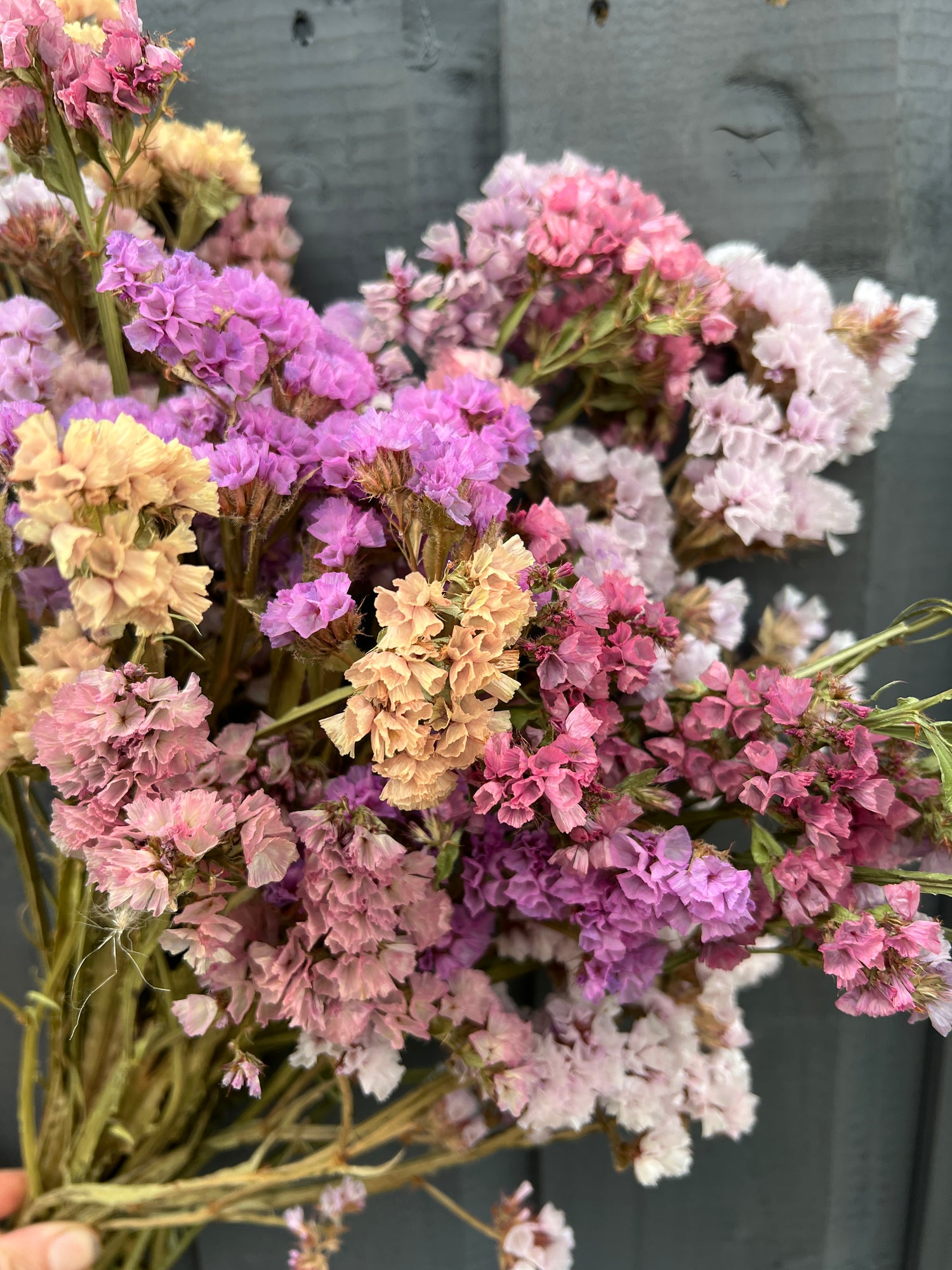 Mixed bunch of sustainable dried Statice flowers in purple, pink, and white hues, handpicked from Norfolk field.