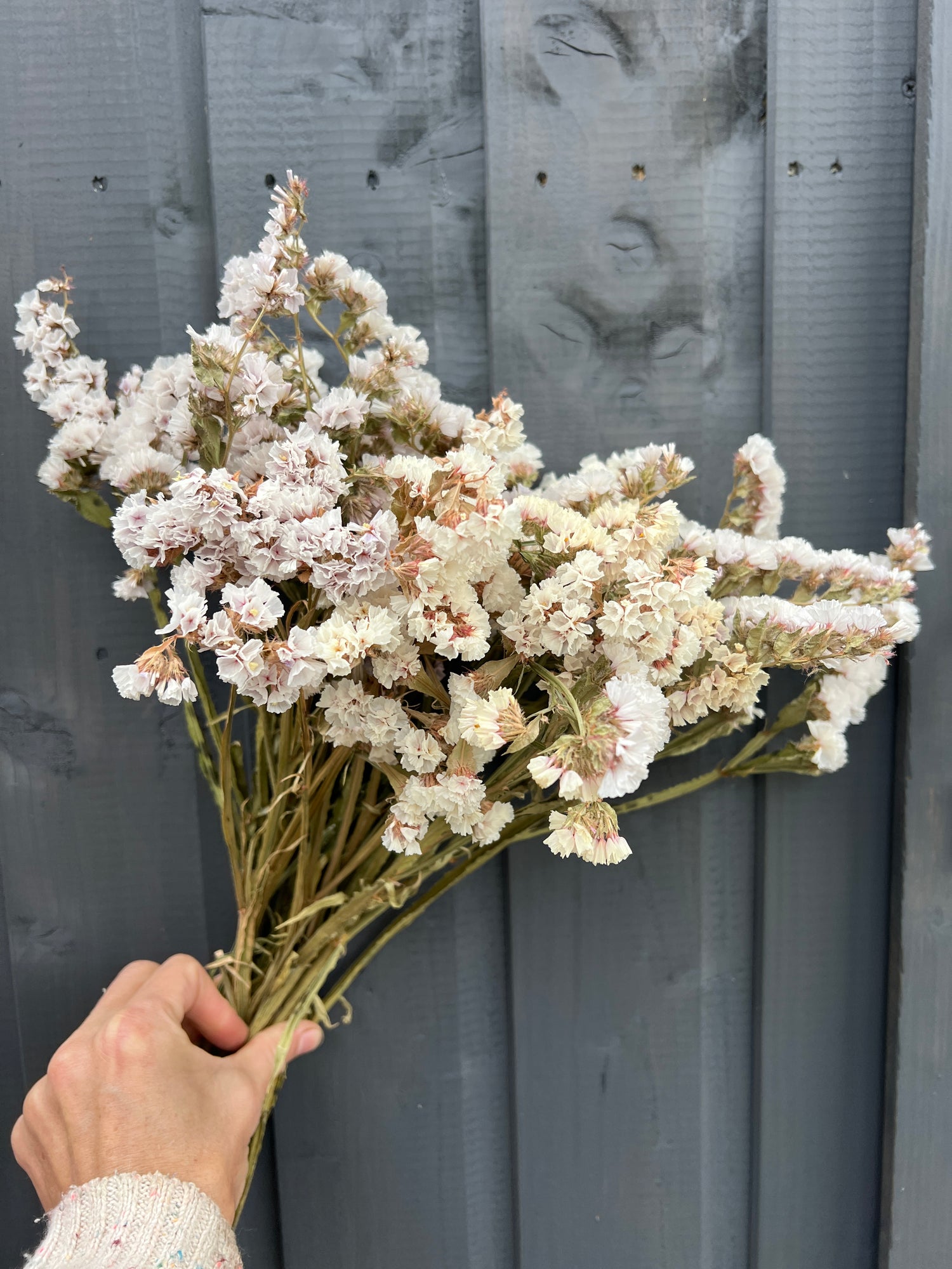 Hand holding a large bunch of white dried Statice flowers against a rustic wooden background.