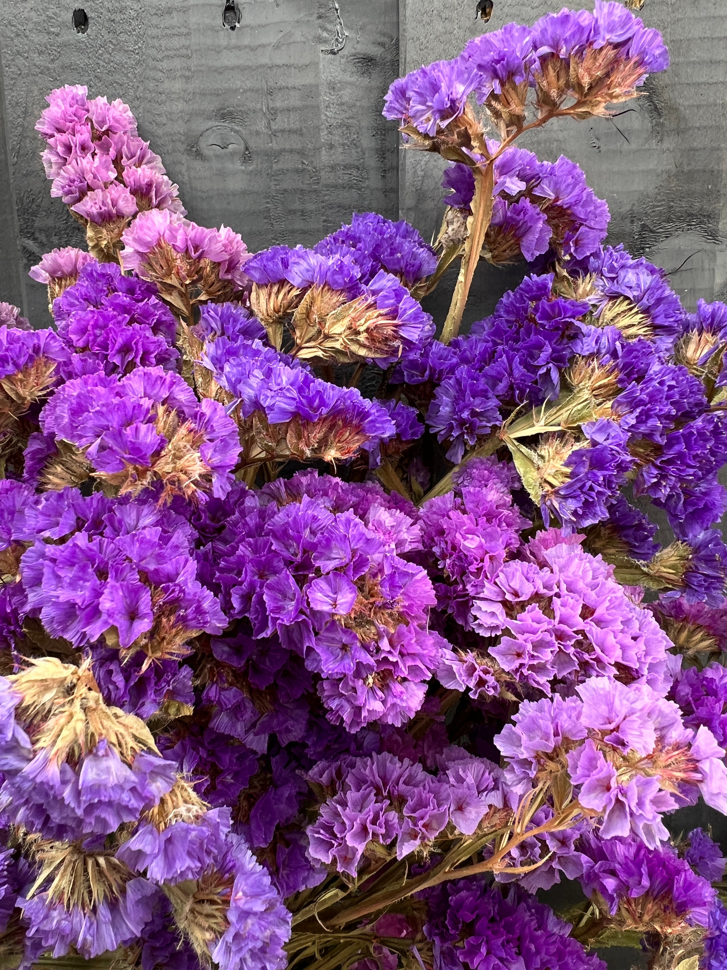 Purple statice dried flowers in a bunch, showcasing vibrant color and nostalgic charm, sustainably grown in Norfolk.