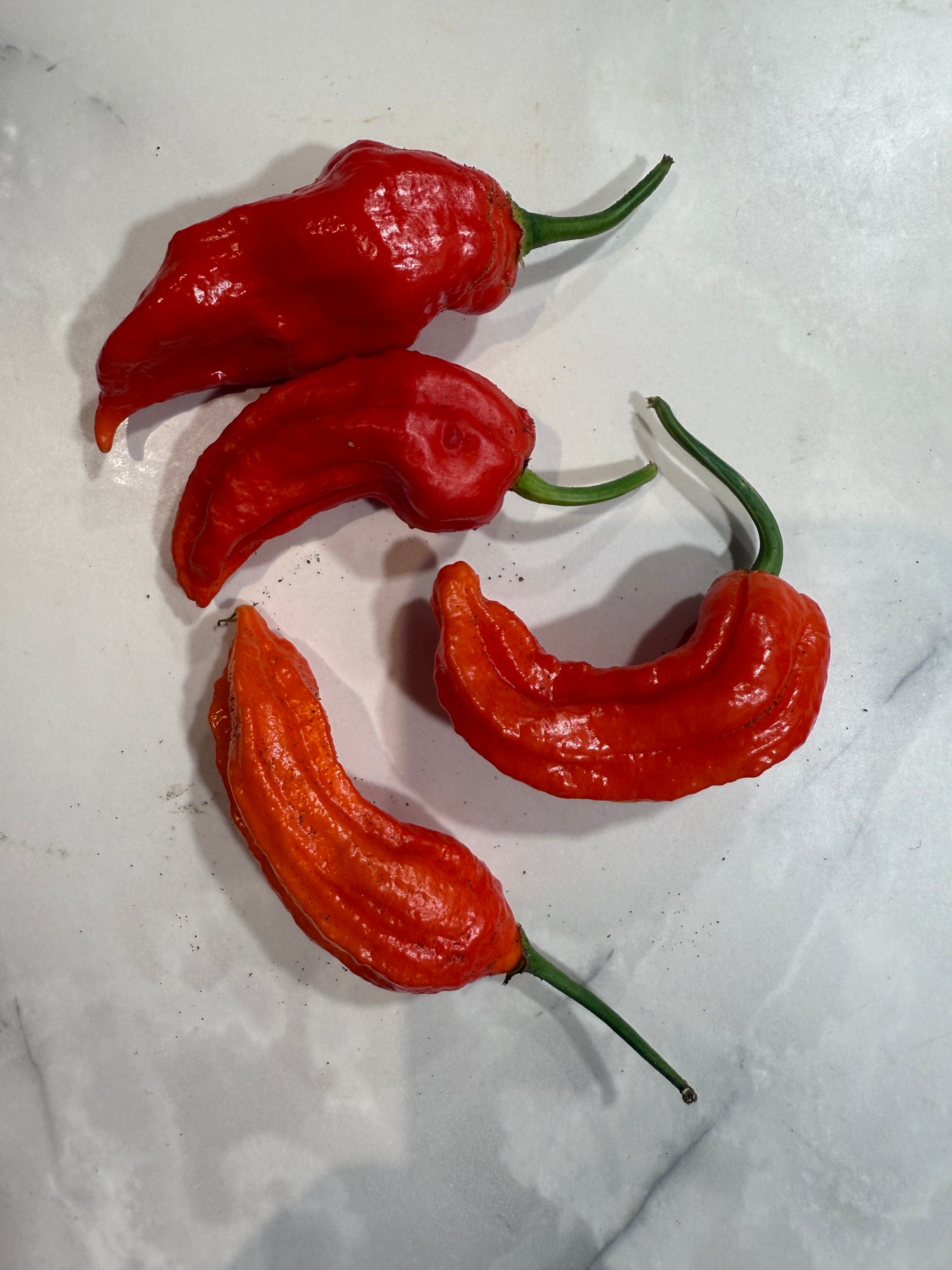 Bhut Jolokia Red Chilli