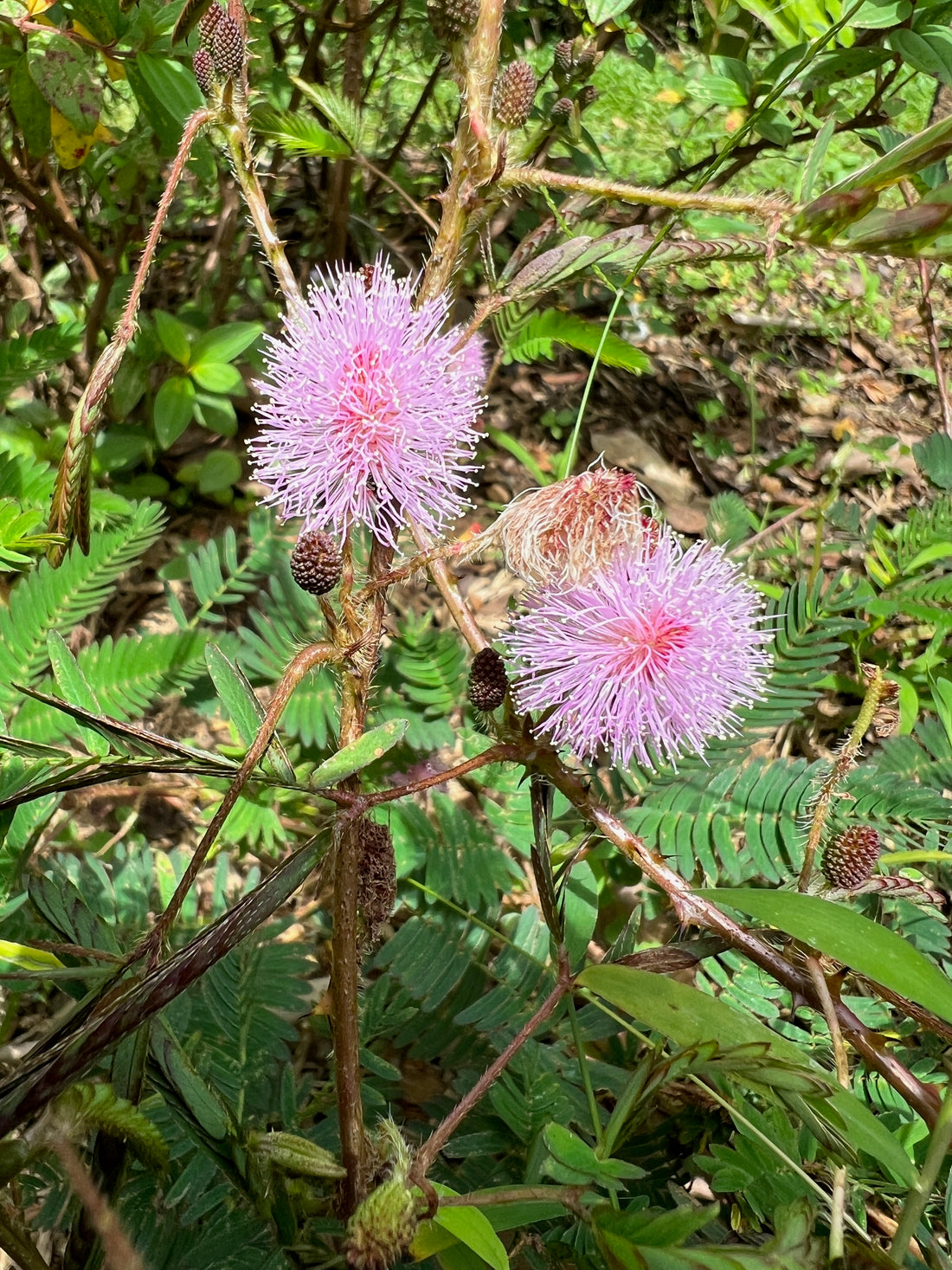 Acacia Mimosa Pudica