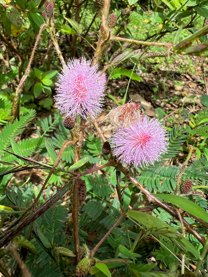 Acacia Mimosa Pudica