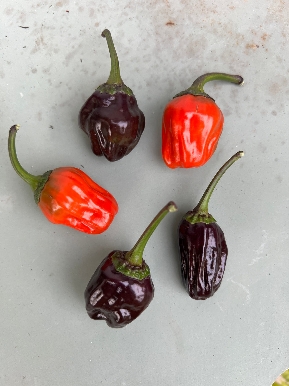 Black Scorpion Tongue Chilli peppers in various shades of red and purple against a gray background.