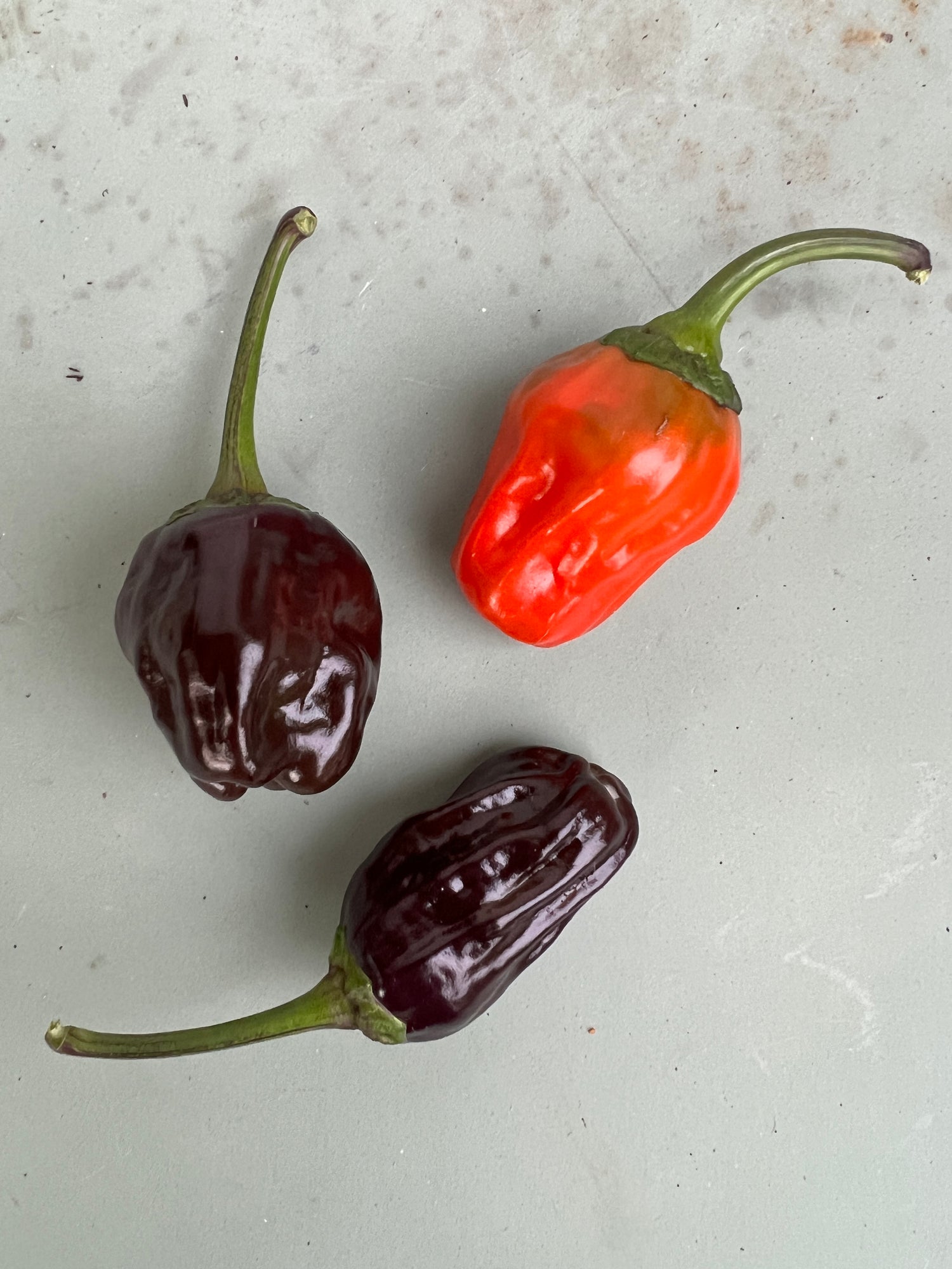 Black Scorpion Tongue Chilli peppers with varying shades of red and dark purple, showcasing unique pod shapes on a light background.