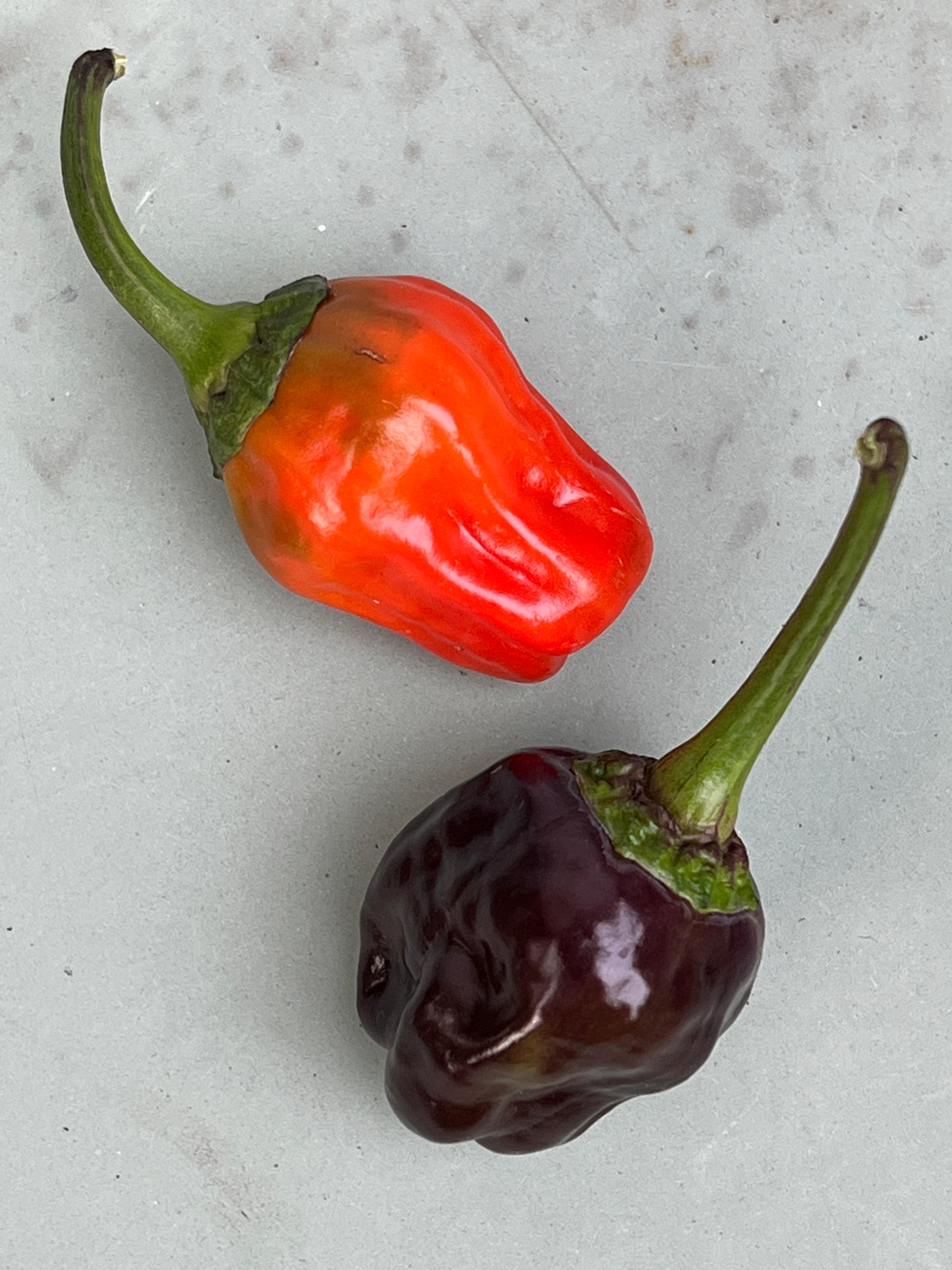 Two Black Scorpion Tongue Chilli peppers, one red and one dark, showcasing the unique colors of this Capsicum Annuum variety.