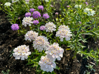 Candytuft Crown Mixed flowers with white and purple blooms in a garden bed, attracting bees and pollinators.