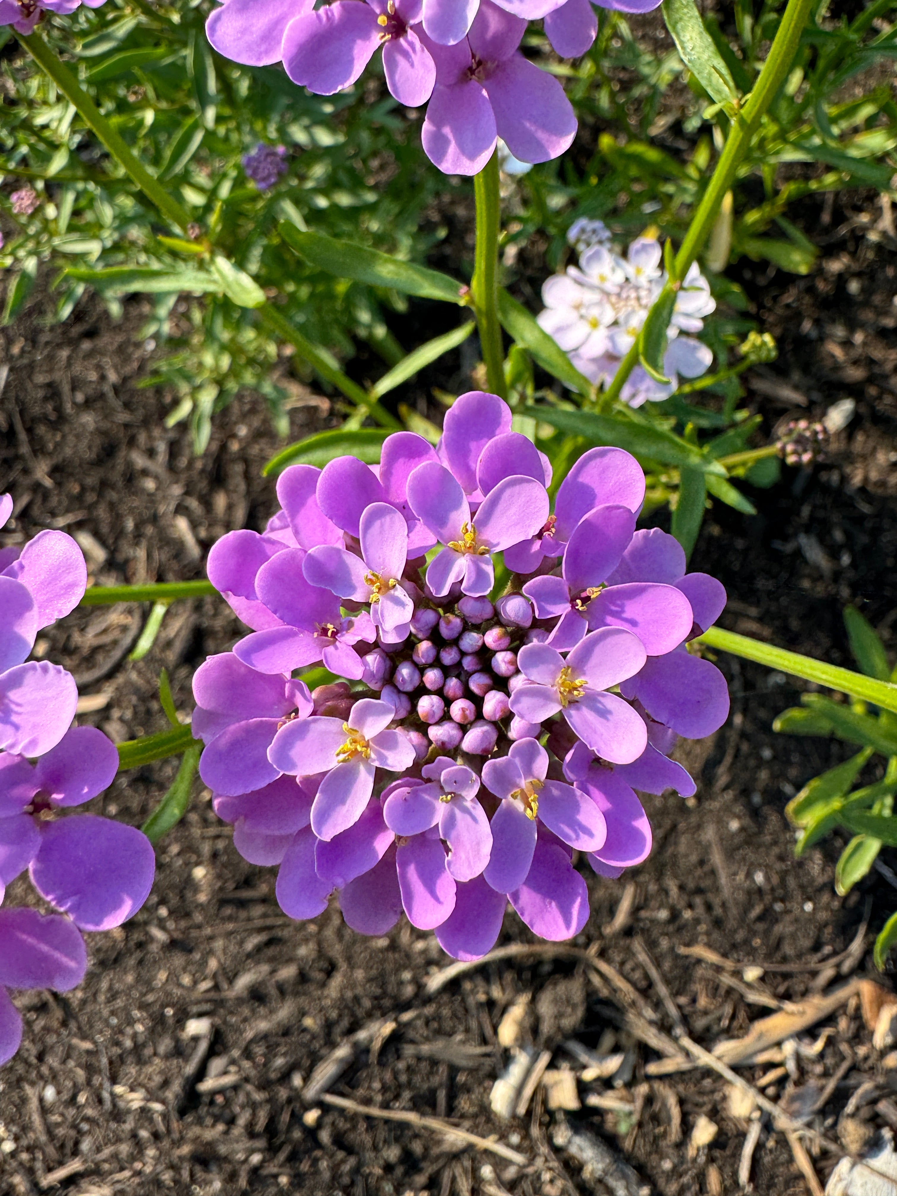 Candytuft Crown Mixed flowers with vibrant purple blooms in a garden bed