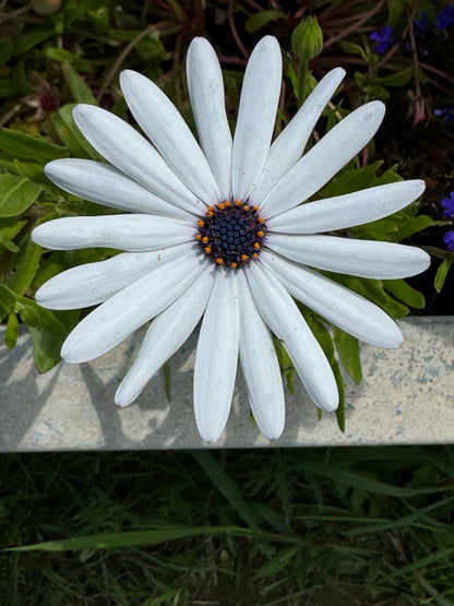 Osteospermum Sky and Ice - African Daisy