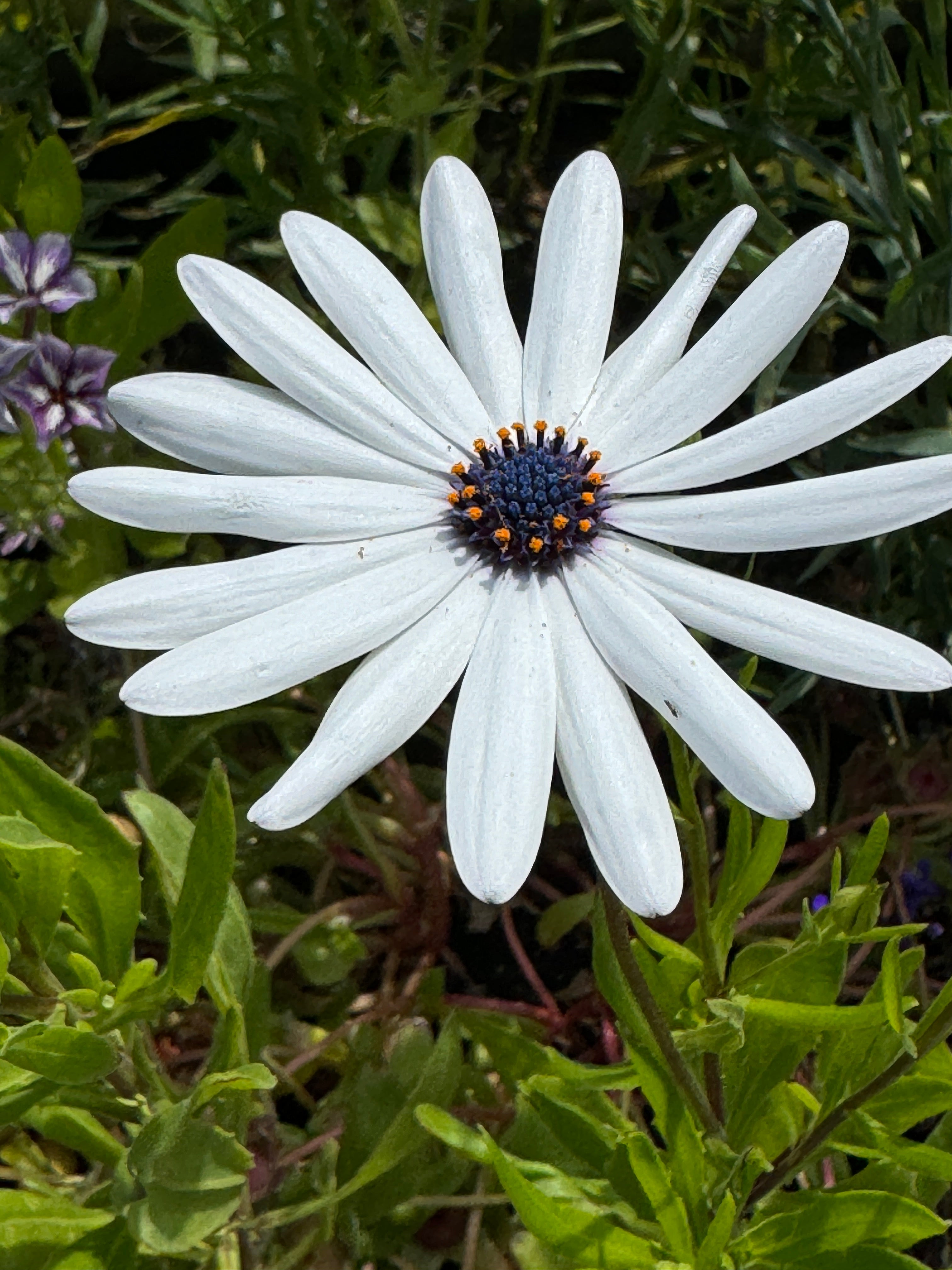 Osteospermum Sky and Ice - African Daisy