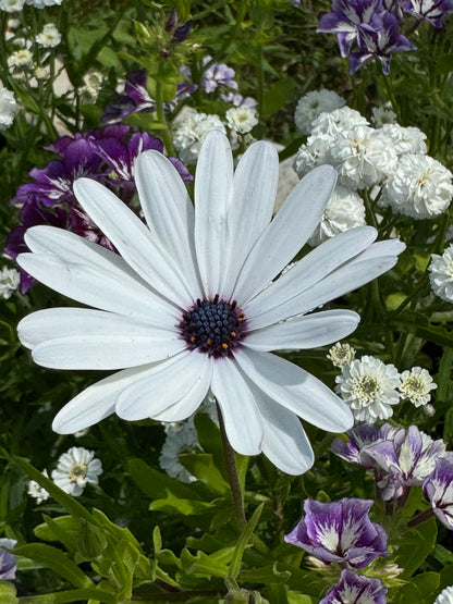 Osteospermum Sky and Ice - African Daisy