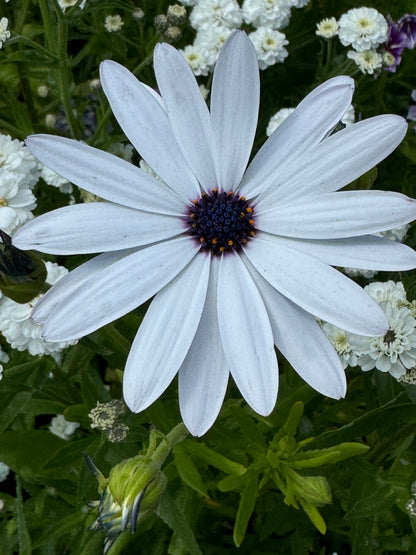 Osteospermum Sky and Ice - African Daisy