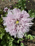 Close-up of Poppy Lilac Pom Pom flower with pale lilac double petals on a tall stem in a garden setting.