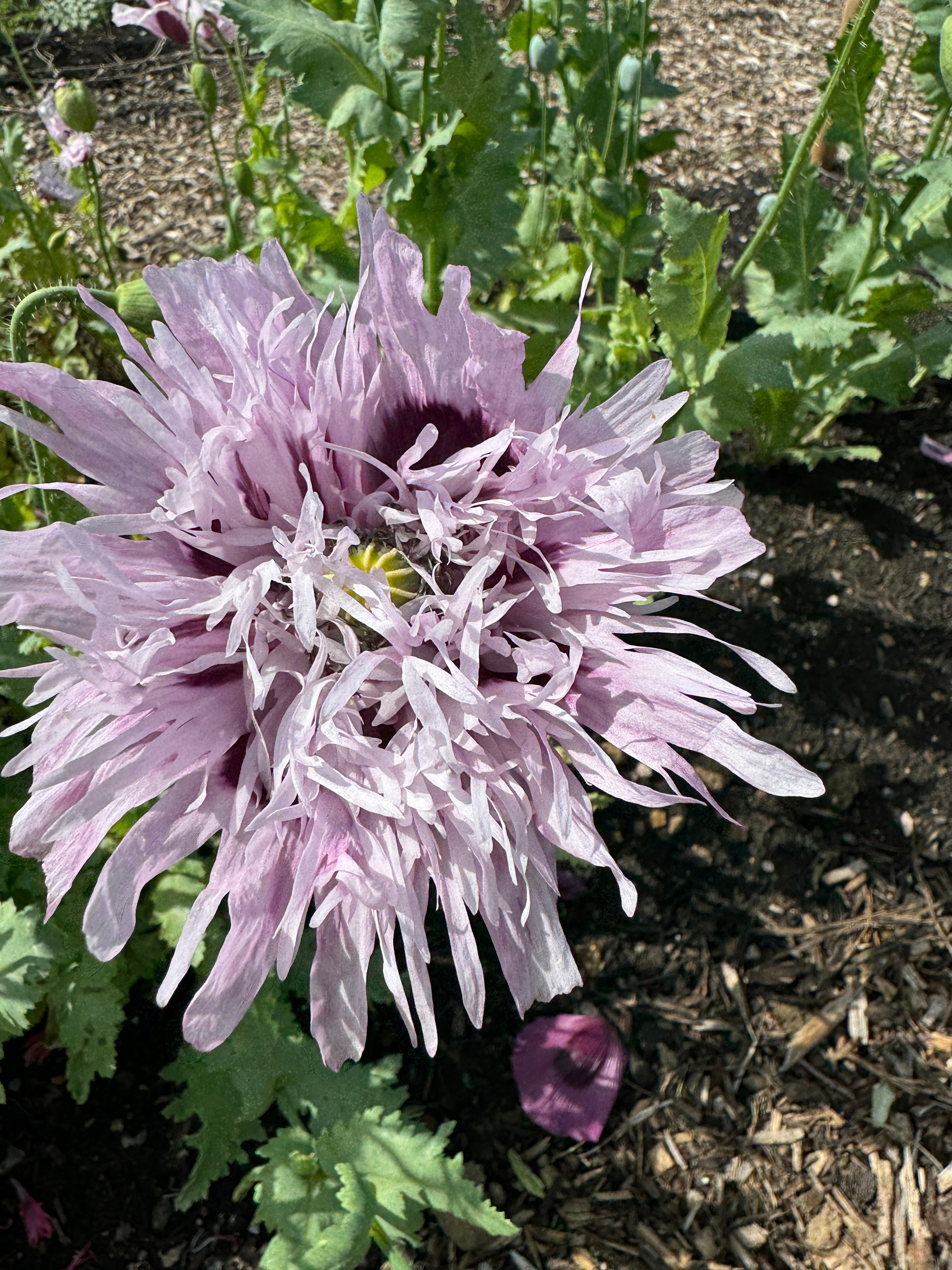 Poppy Lilac Pom Pom