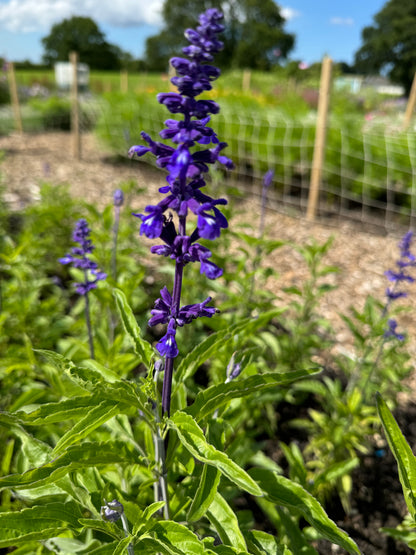 Salvia Farinacea Victoria with vibrant purple flower spikes growing in a sunny garden bed