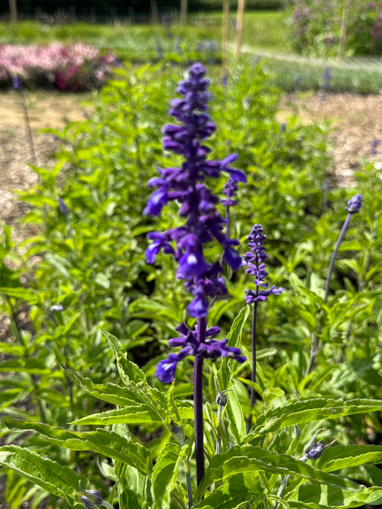 Purple flower spikes of Salvia Farinacea Victoria in full bloom, growing in a sunny garden setting.