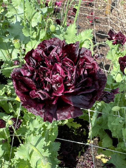 Deep burgundy ruffled Poppy Black Peony flower with silvery foliage in a garden.