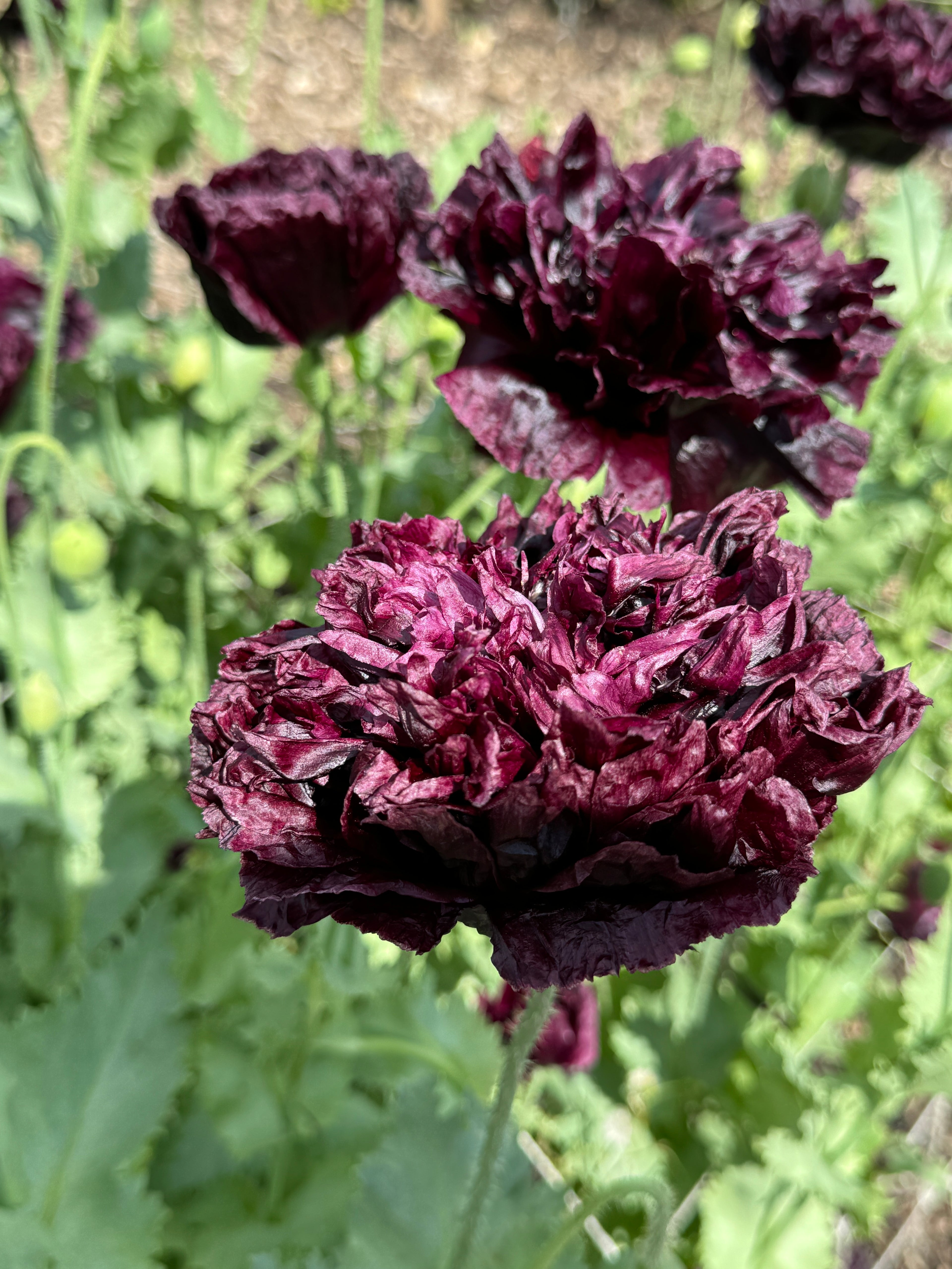 Stunning large ruffled Poppy Black Peony flowers with deep burgundy blooms and silvery foliage in a garden setting.