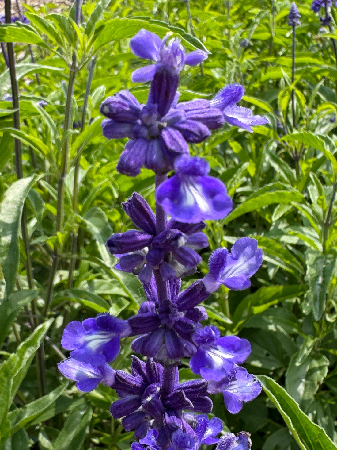 Salvia Farinacea Victoria with vibrant purple flower spikes blooming in a garden during summer.